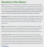Strawberry Plant variety pack ( Honeoye, Sparkle, Seascape, Albion, San Andreas) 25 plants total