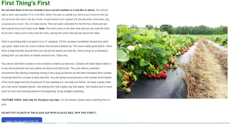 Portola Everbearing Strawberry Plants - BUY 4 GET 1 FREE - Non GMO - FREE Shipping!
