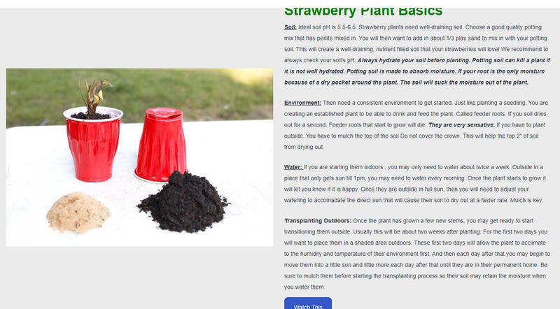 Brunswick June Bearing Strawberry Plants - BUY 4 GET 1 Free -Non GMO - Free Shipping