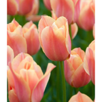 stunning apricot tulip