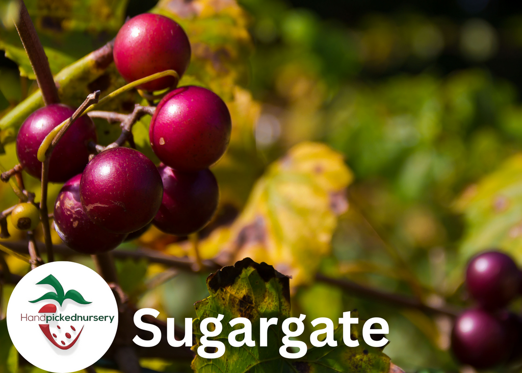 Sugargate Muscadine Grape