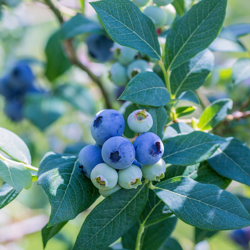 1 'Sweetcrisp' Vaccinium Blueberry Plant 1 Quart SIZED PLANT Ship Ba