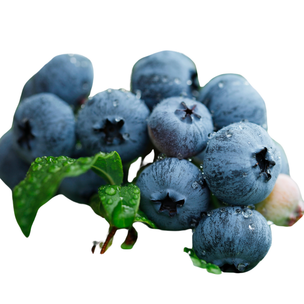 sweetcrisp blueberry plant