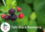 tahi back raspberry