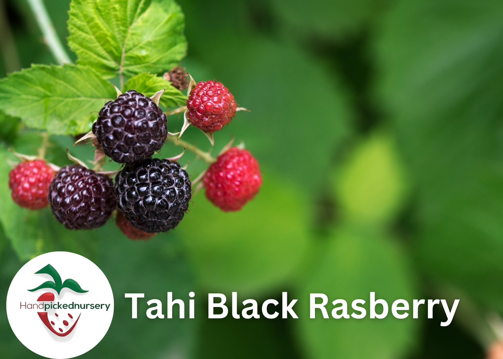'Tahi' Black Raspberry Plant -BUY 4 GET 1 Free-Non GMO-Free Shipping