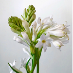 Premium Tuberose Bulbs - Fragrant and Exotic Blooms for Your Garden