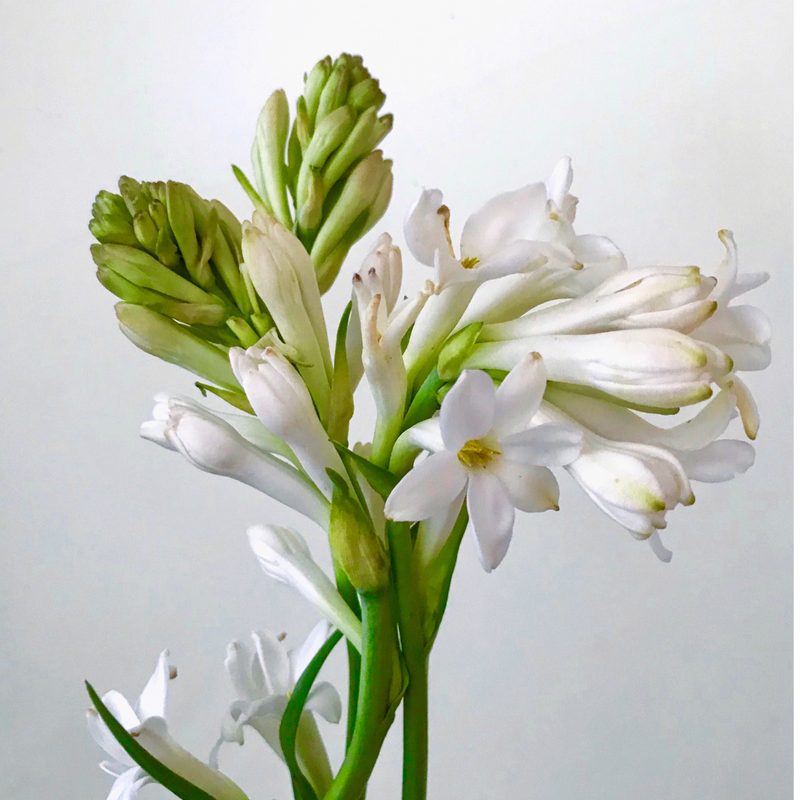 Premium Tuberose Bulbs - Fragrant and Exotic Blooms for Your Garden