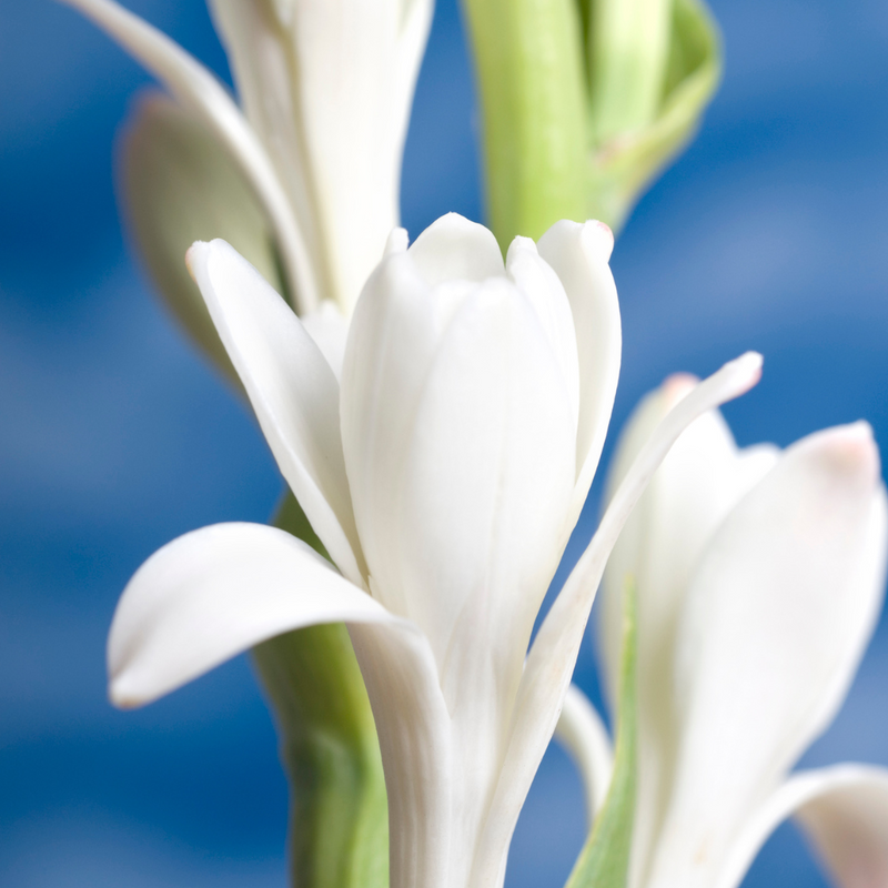 Premium Tuberose Bulbs - Fragrant and Exotic Blooms for Your Garden