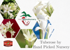 Premium Tuberose Bulbs - Fragrant and Exotic Blooms for Your Garden