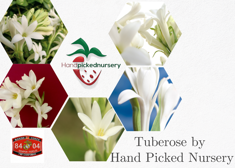 Premium Tuberose Bulbs - Fragrant and Exotic Blooms for Your Garden