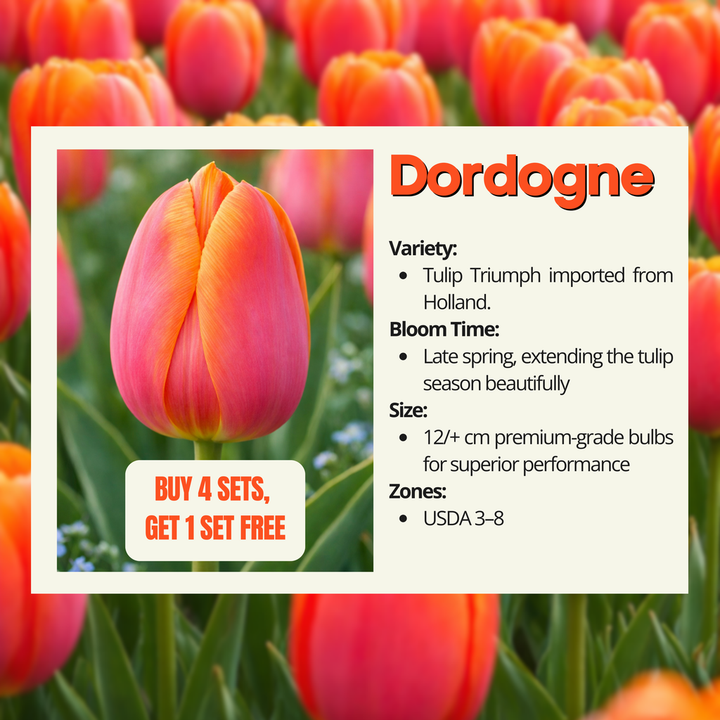 Close-up of a Dordogne tulip with blurred background