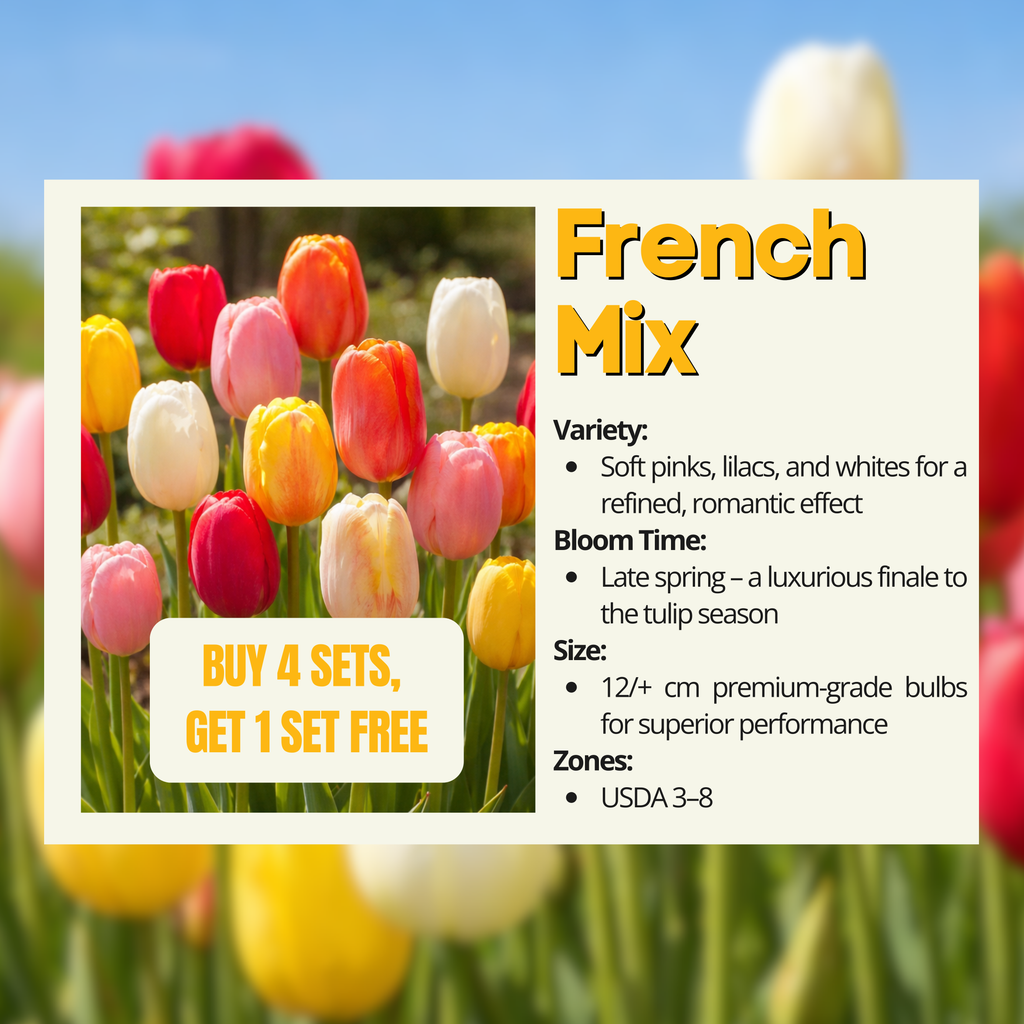 Colorful French Mix tulips in a garden setting with blurred greenery