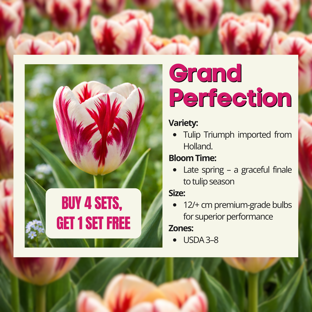 Grand Perfection, white tulips with red stripes, in a garden setting