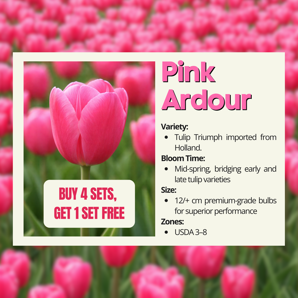 Close-up of a Pink Ardour tulip with a field of pink tulips in the background.