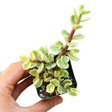 Variegated Elephant Bush