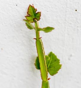 Veldt Grape (Cissus quadrangularis) - 2.5 inch potted cactus