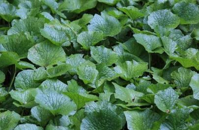 1 Shogun, 1 Orochi, 1 Akaoni Wasabi Variety Pack - 'Eutrema japonicum'