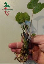 1 Shogun, 1 Orochi, 1 Akaoni Wasabi Variety Pack - 'Eutrema japonicum'