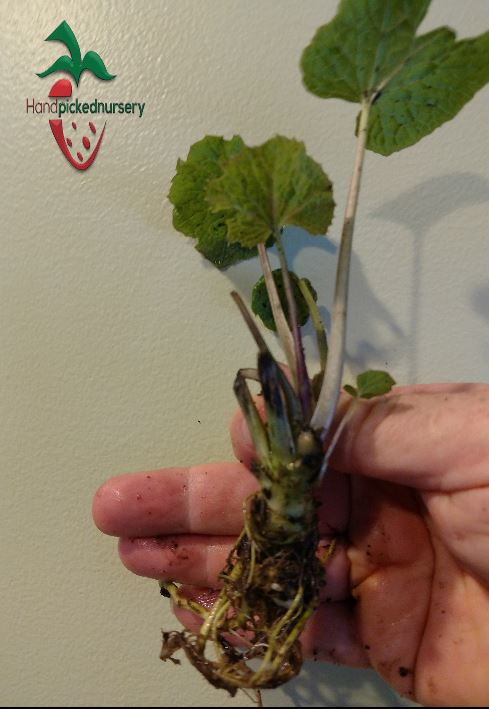 1 Shogun, 1 Orochi, 1 Akaoni Wasabi Variety Pack - 'Eutrema japonicum'