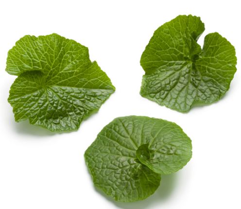 1 Shogun, 1 Orochi, 1 Akaoni Wasabi Variety Pack - 'Eutrema japonicum'