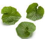 Preorder*** 3 Wasabi Plants (Wasabia japonica) - 2.5inch potted plants