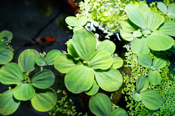 5 Pistia stratiotes 'Water Lettuce' Bundle