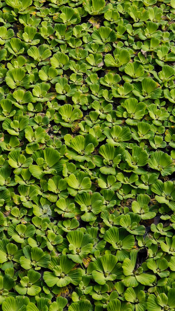 5 Pistia stratiotes 'Water Lettuce' Bundle