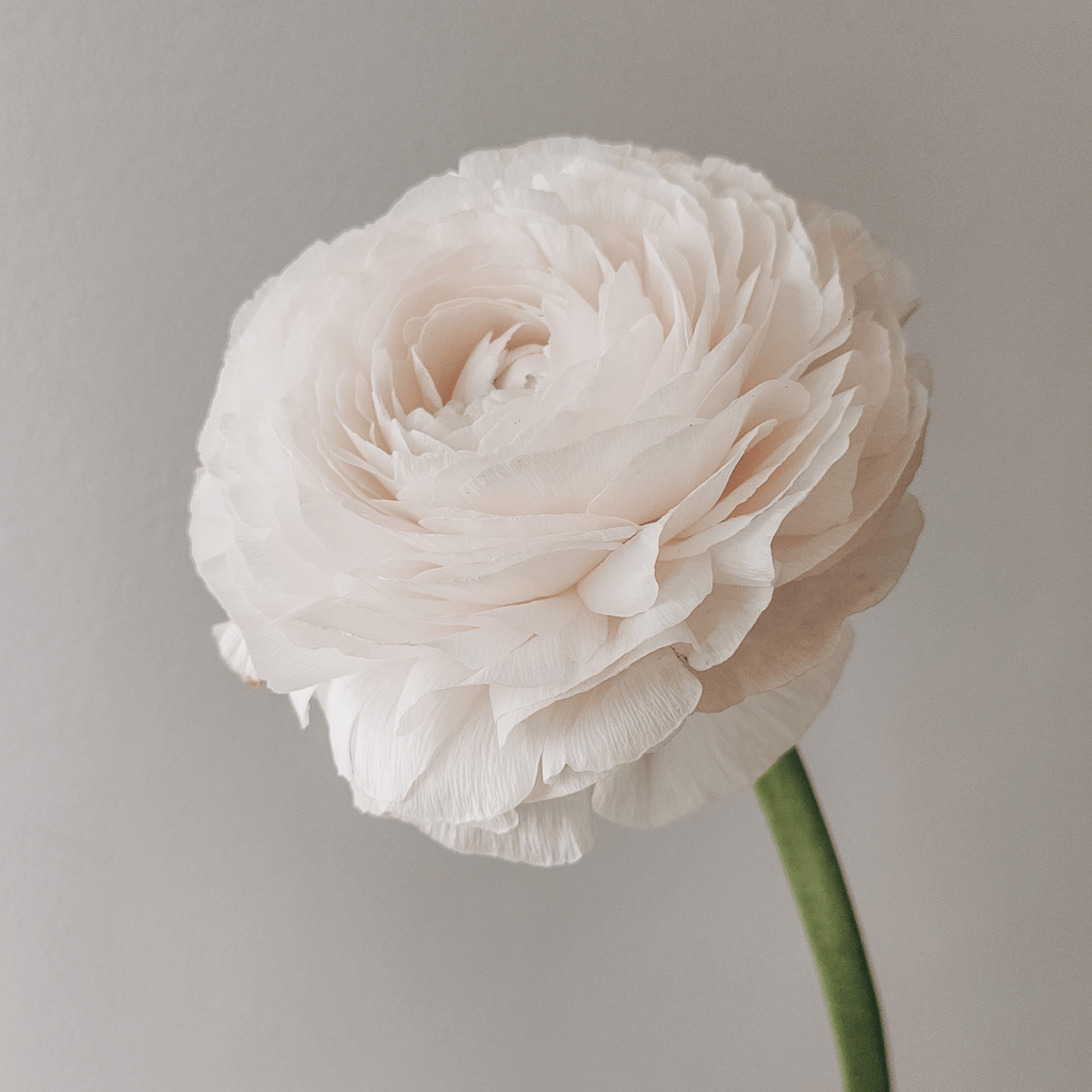 White Ranunculus Bulbs