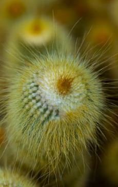 Yellow Tower Cactus (Echinopsis spachiana) - 2.5 inch potted cactus