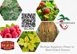 Dorman raspberry plant