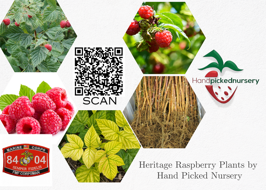 heritage raspberry plant