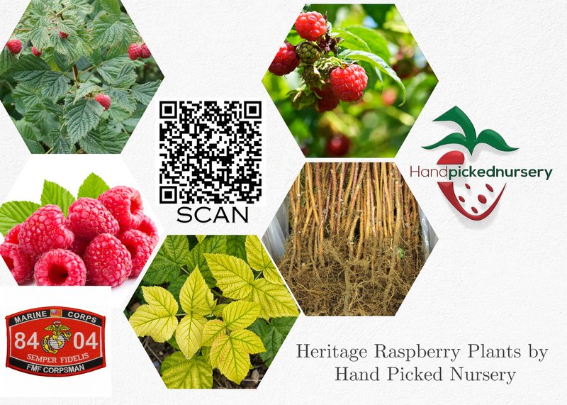 Heritage Raspberry Plants - NON-GMO - Buy 4 Get 1 Free