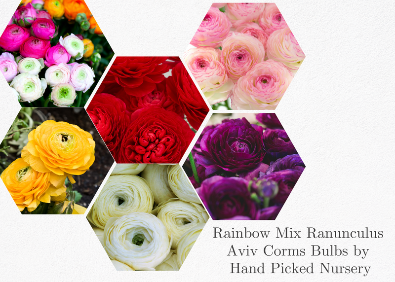 THE RANUNCULUS GIANT MIXTURE BUY 4 SETS AND GET 5TH SET FOR FREE!
