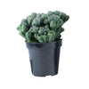 Cereus forbesii monstrose 'Ming Thing' Cactus - 3.5"