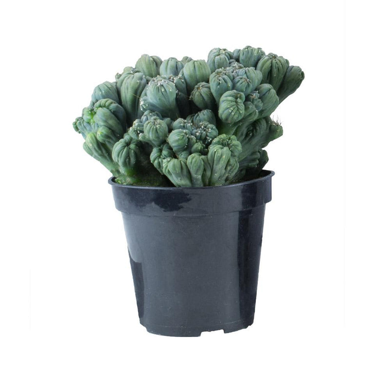Cereus forbesii monstrose 'Ming Thing' Cactus - 3.5"