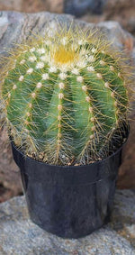 Notocactus magnificus "Balloon Cactus" - 2.5"