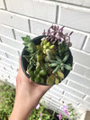Succulent and Cacti Cuttings - Assorted Varieties - Colorful indoor décor live succulent plant clippings - FREE Shipping!