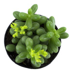 Sedum hernandezii Succulent - 2.5"