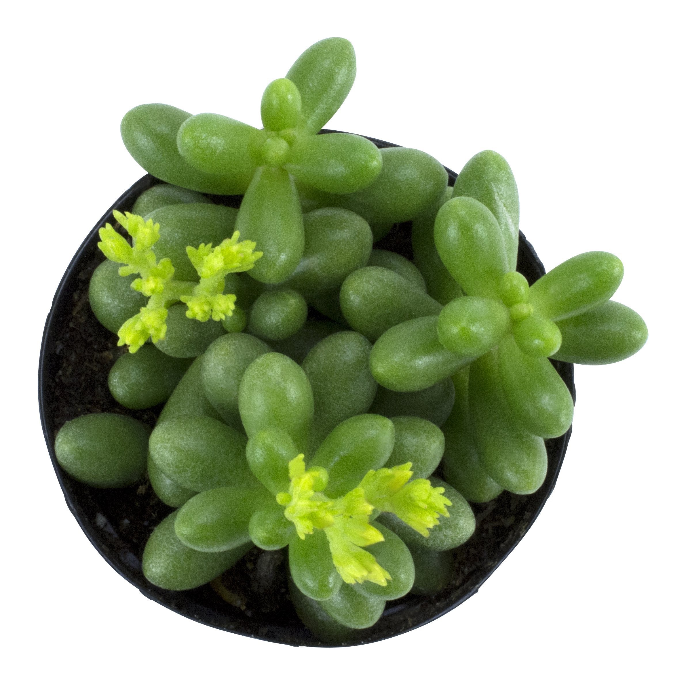 sedum hernandezii succulent Sedum hernandezii Succulent