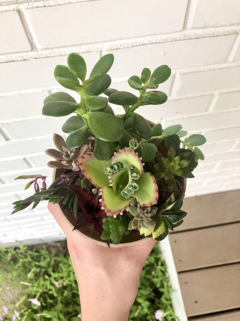 succulent plants free shipping Succulent and Cacti Cuttings - Assorted Varieties