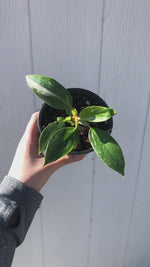 Philodendron 'White Princess' - Starter Plant