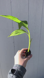 1  Musa 'Siam Ruby' - Starter Plant (ALL STARTER PLANTS require you to purchase 2 plants!)