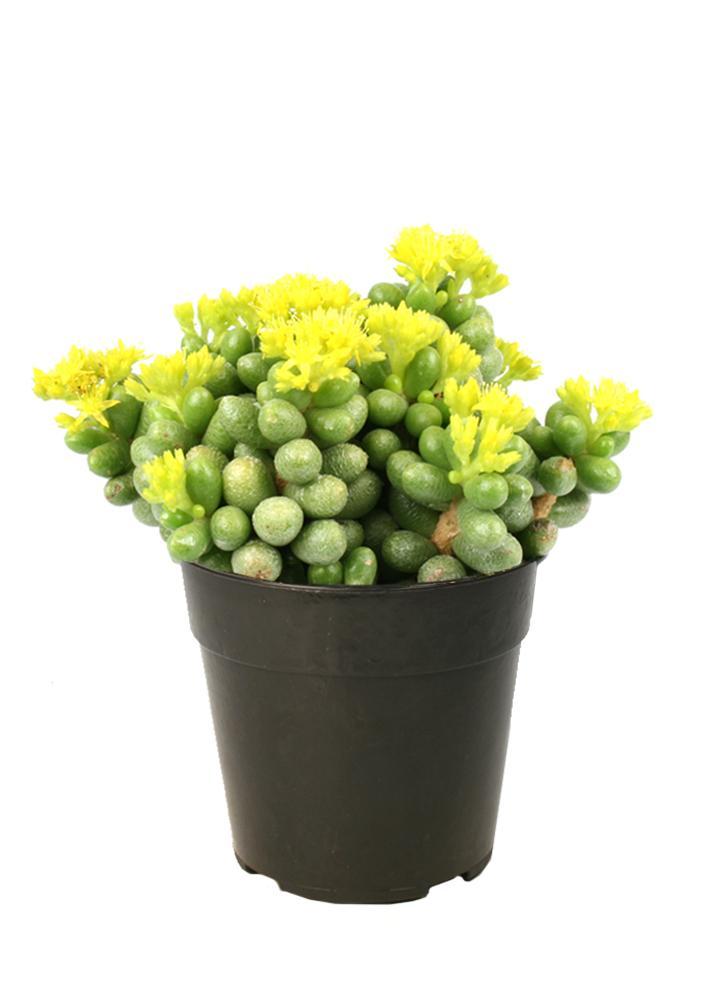 Sedum hernandezii Succulent - 2.5"