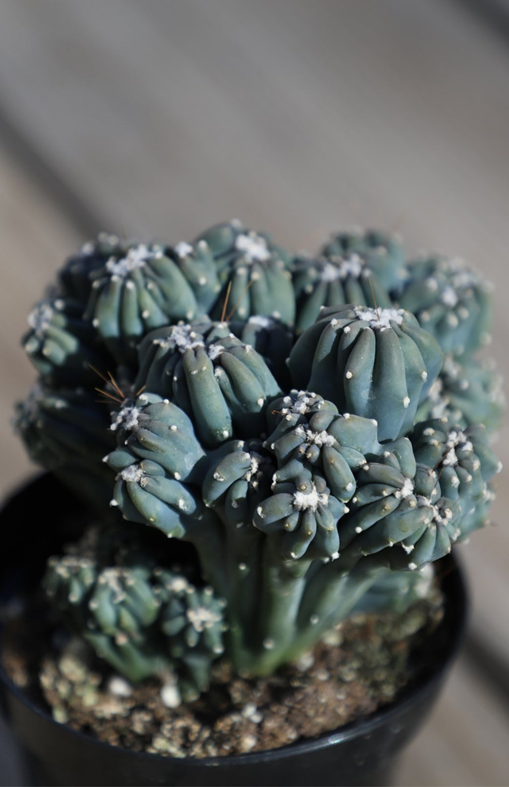 Cereus forbesii monstrose 'Ming Thing' Cactus - 3.5"
