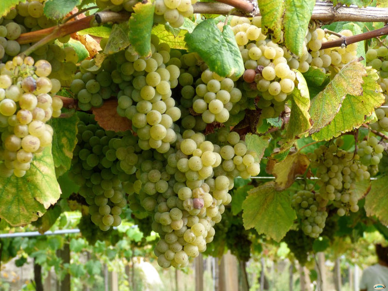 Albariño Grape Vine - 1 Bare Root Live Plant
