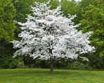 White Dogwood Trees