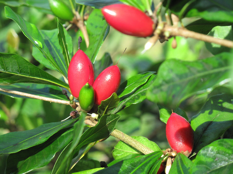 Miracle Fruit/Berry Tree