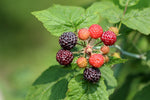 Bristol Black Raspberry Plant -NON- GMO-Buy 4 get 1 set free