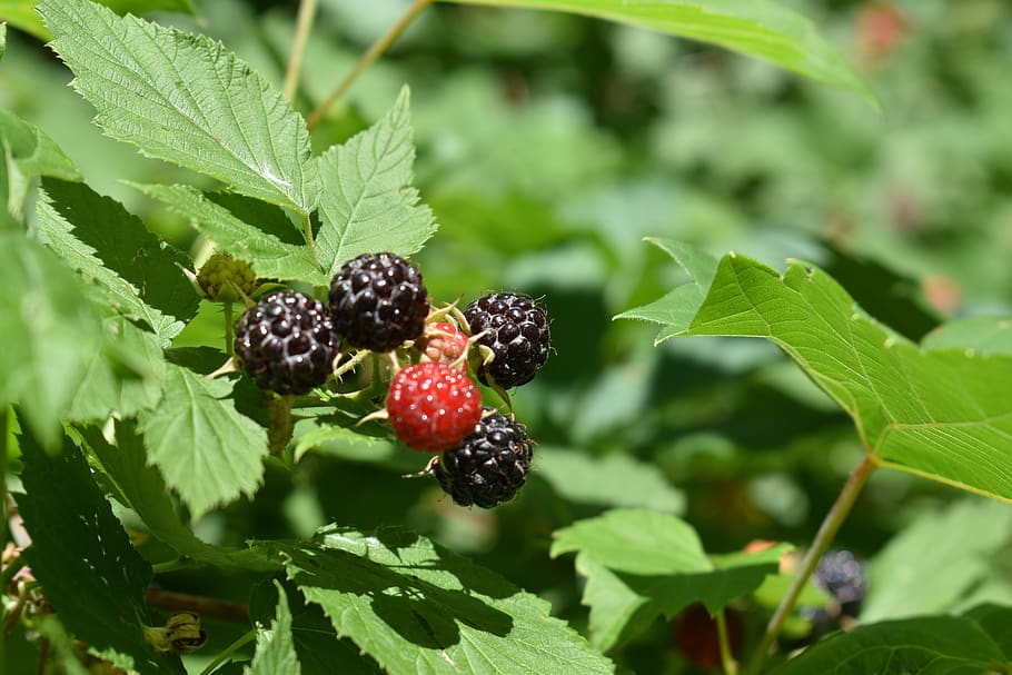 Black Raspberry Plant