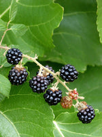 Prime Ark Blackberry plants-BUY 4 GET 1 Free-Non GMO-Free Shipping